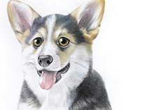 手绘教程：彩铅绘制柯基犬
