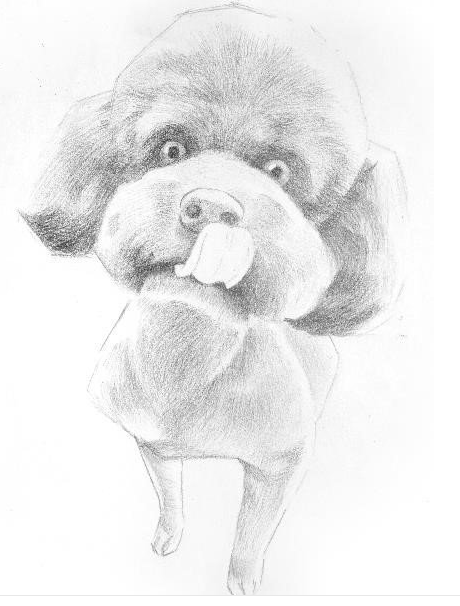 彩色铅笔画之泰迪熊犬的画法5.png