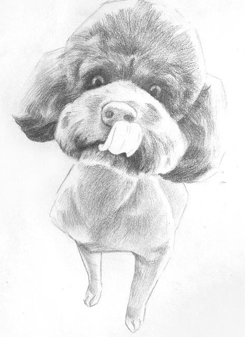 彩色铅笔画之泰迪熊犬的画法6.png