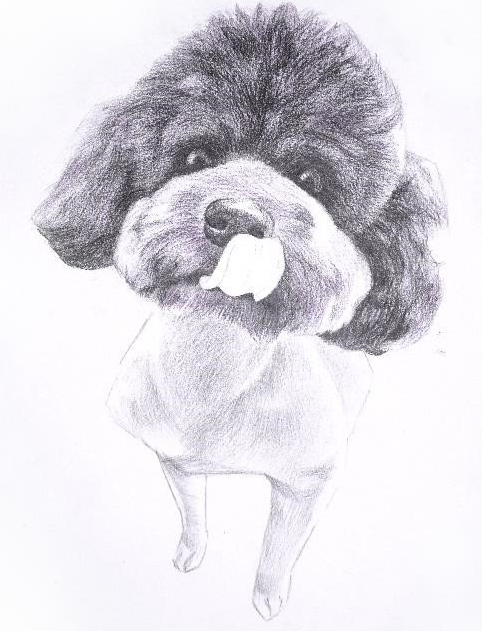 彩色铅笔画之泰迪熊犬的画法7.png