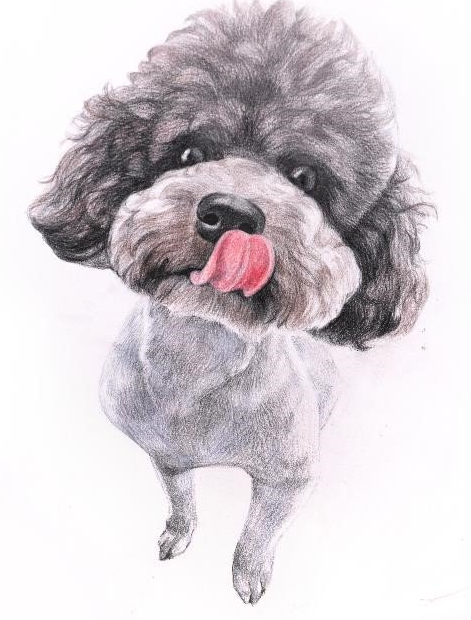 彩色铅笔画之泰迪熊犬的画法9.png