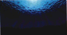 vu深海效果制作教程（二）海底植物的制作
