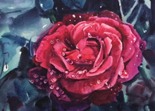 传统美术之水彩玫瑰绘制过程