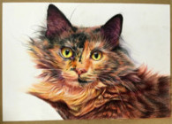 传统美术之彩铅绘制猫咪