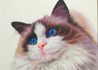 彩铅布偶猫传统美术绘画教程