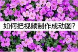 如何把視頻制作成動圖?動圖制作教程來嘍