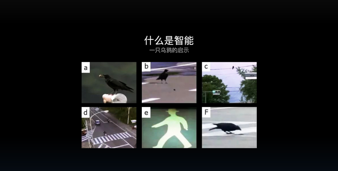 乌鸦智能行为示例