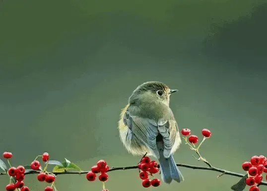 智能直播助手GIF效果預(yù)覽