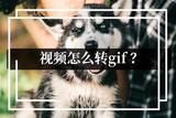 視頻轉(zhuǎn)GIF，用高清動(dòng)圖裝酷！快來(lái)試試吧~