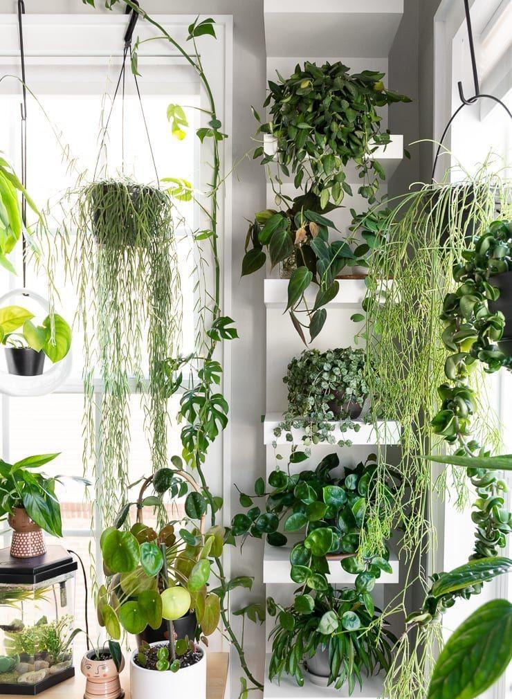 室內(nèi)植物花盆
