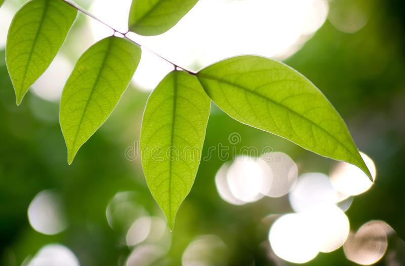 家庭植物