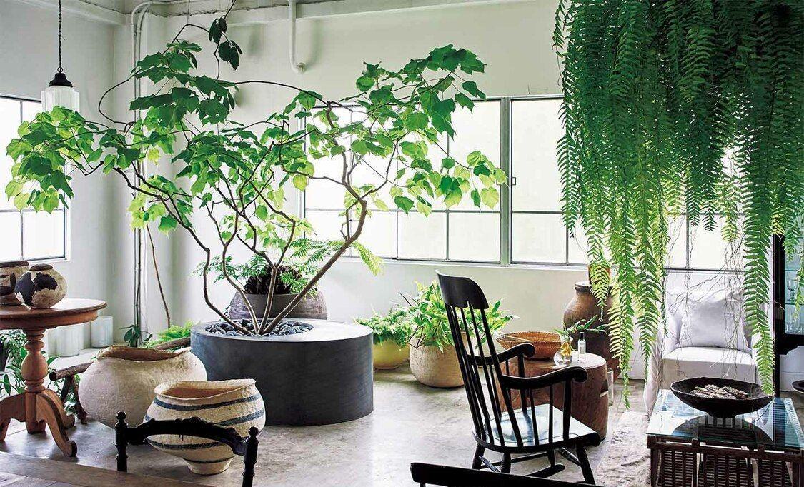 室內(nèi)植物