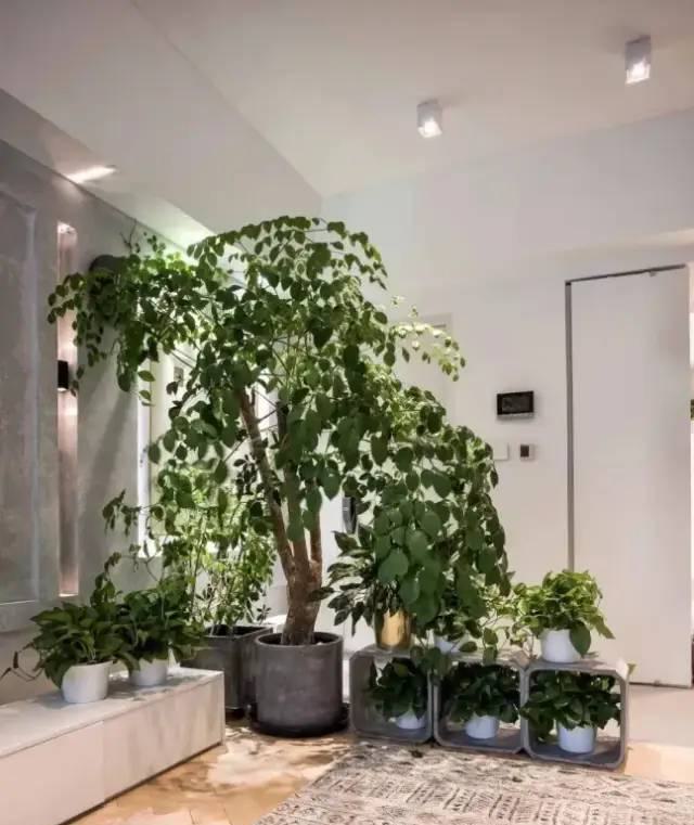 走廊綠植