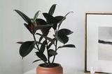 打造清新家居環(huán)境，和綠植一起變美