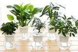 室內(nèi)適合養(yǎng)什么花，6種常見花卉植物好看又好養(yǎng)，美化家居環(huán)境