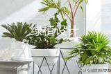 家居設計：綠植點綴，讓生活更有活力
