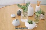 植物裝飾，為家注入清新自然氛圍