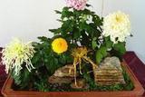 家庭養(yǎng)花: 室內(nèi)綠化裝飾小技巧，打造生機(jī)盎然的家居空間